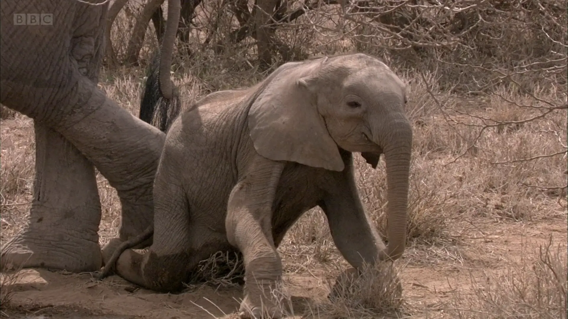 African bush elephant (Loxodonta africana) as shown in Africa - Savannah
